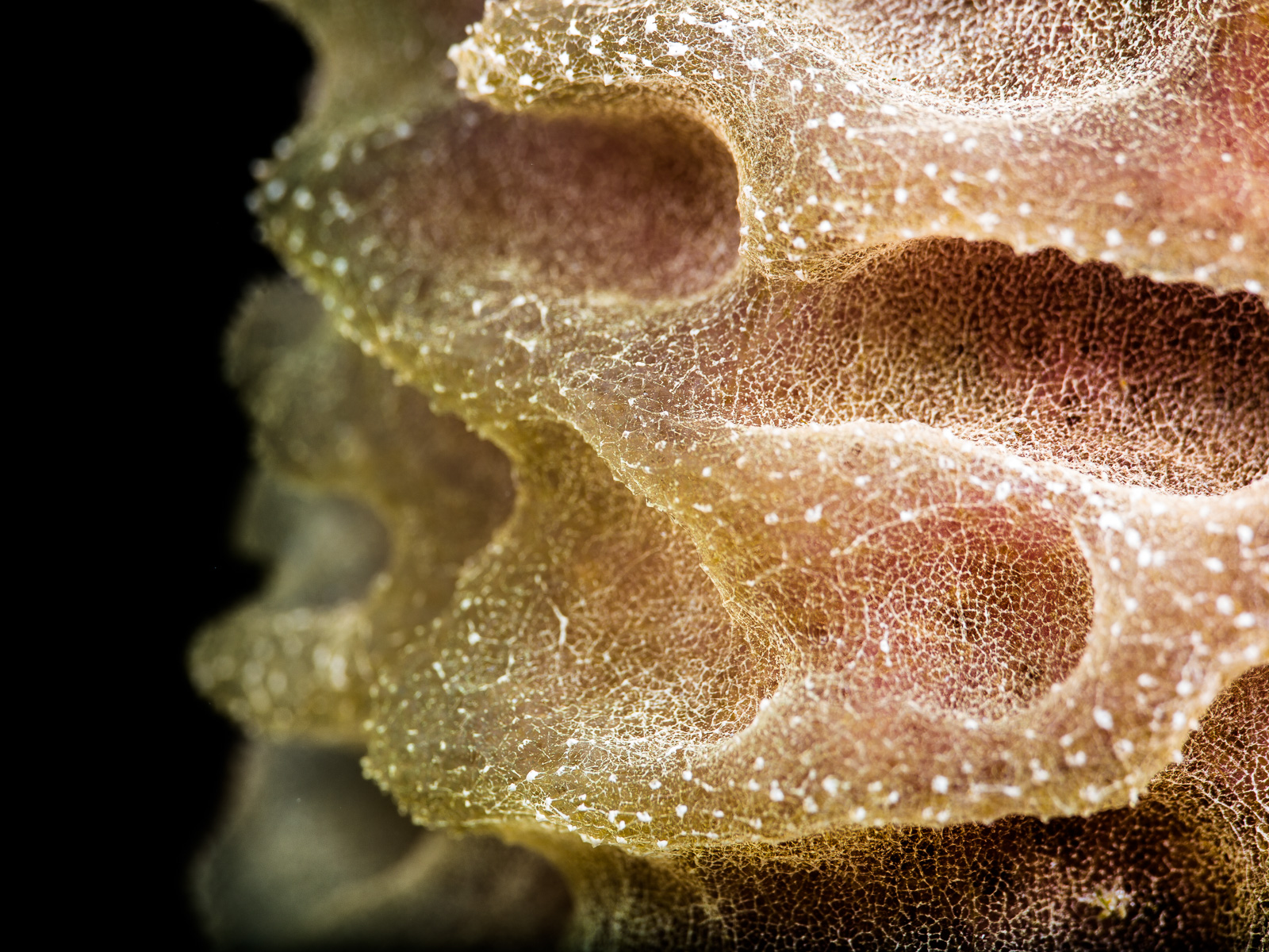 A sponge as texture, Turneffe Atoll
