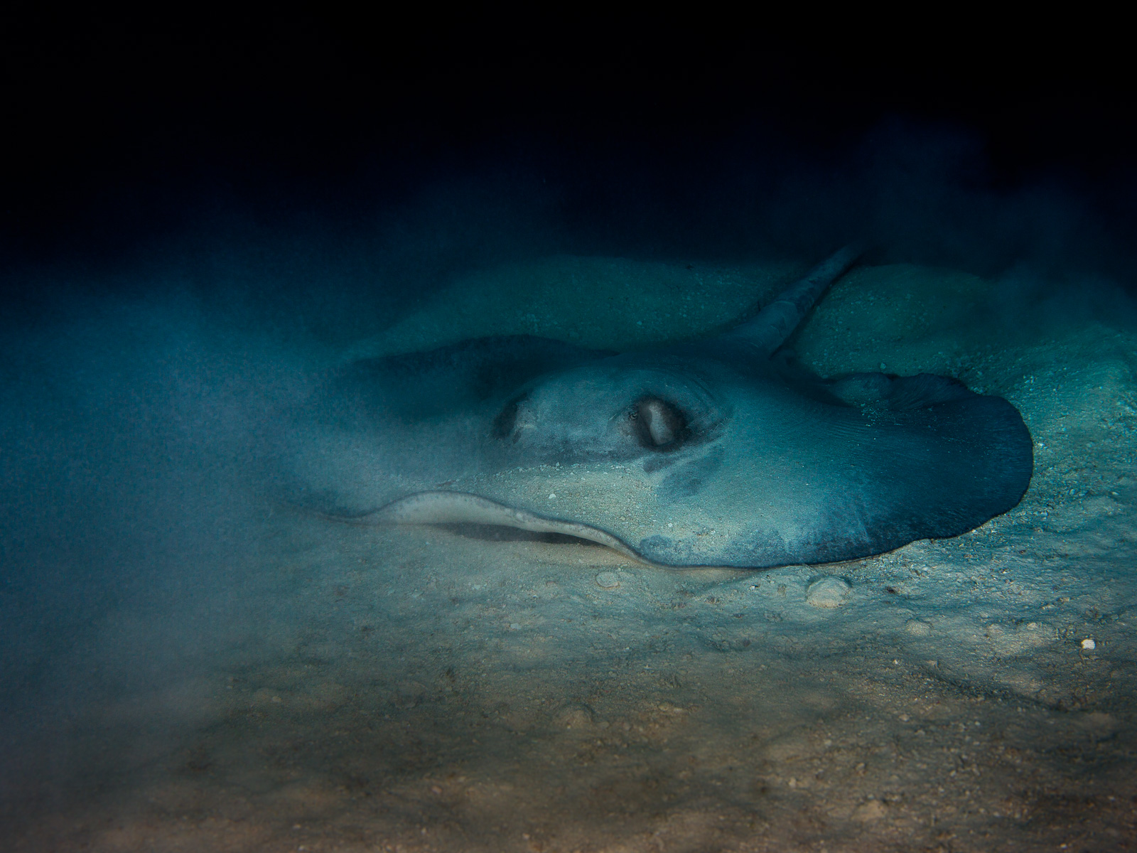 A stingray on sand, Turneffe Atoll