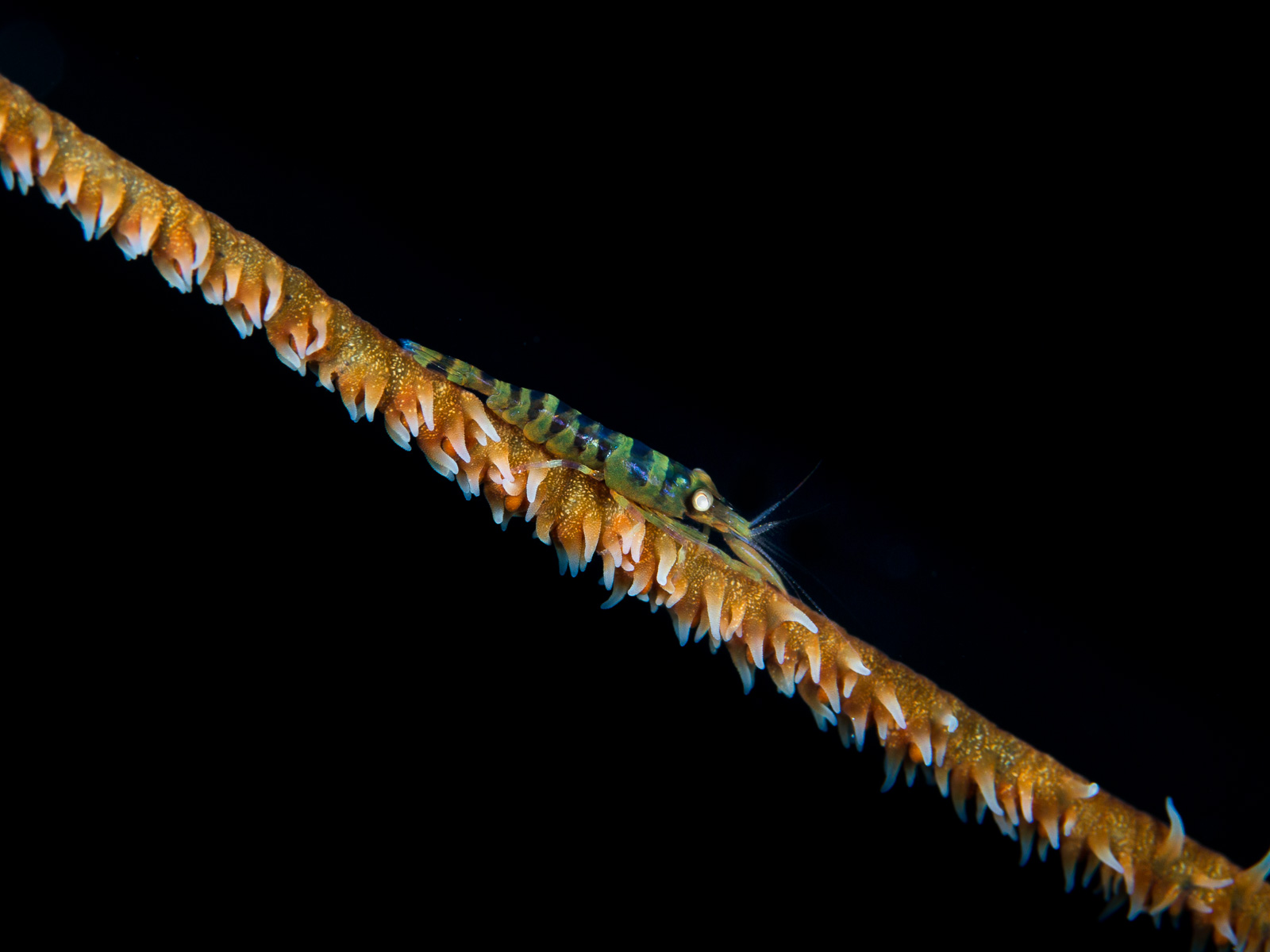 A wire coral shrimp, Turneffe Atoll