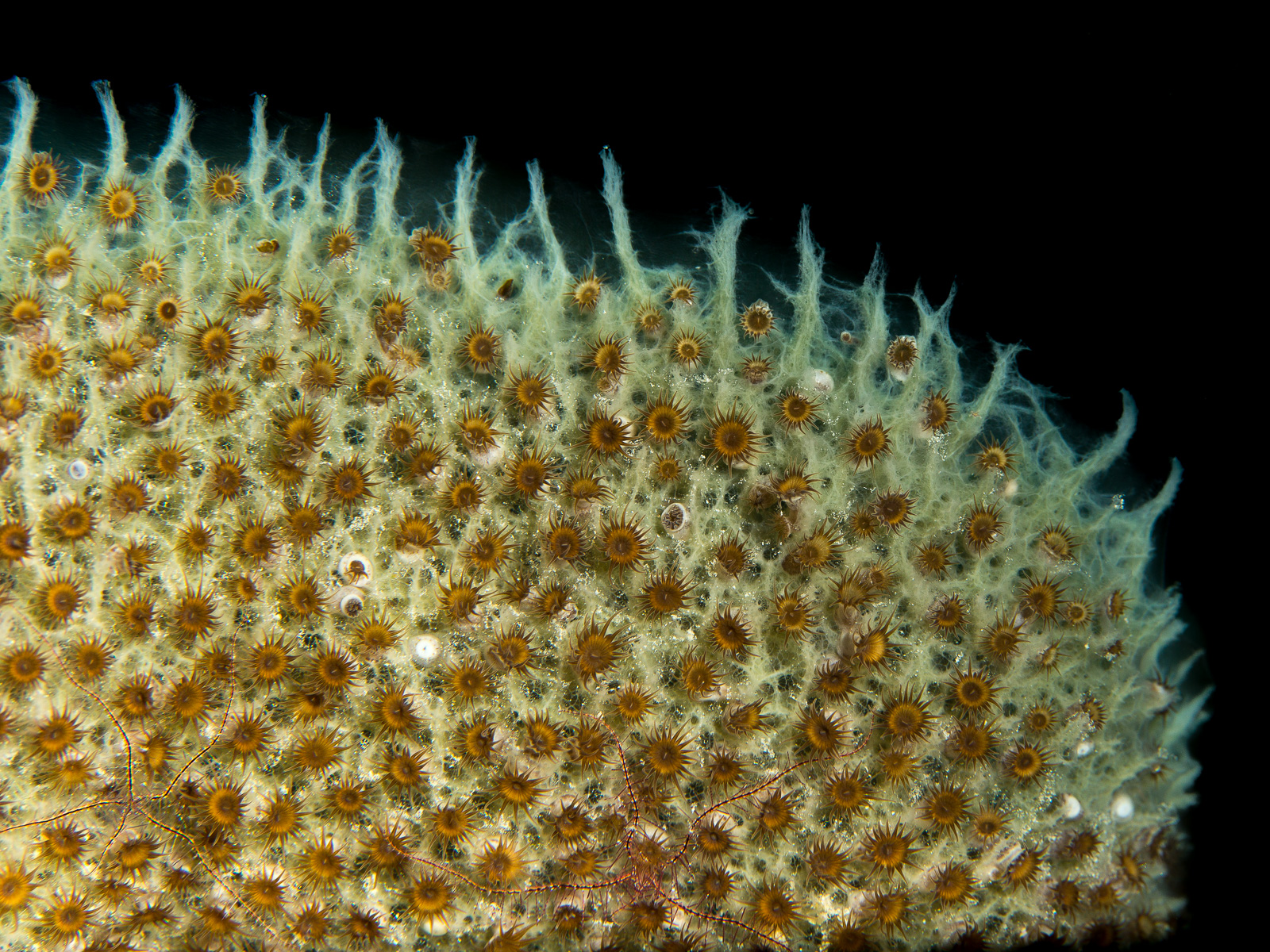 Zoanthids on a sponge, Turneffe Atoll