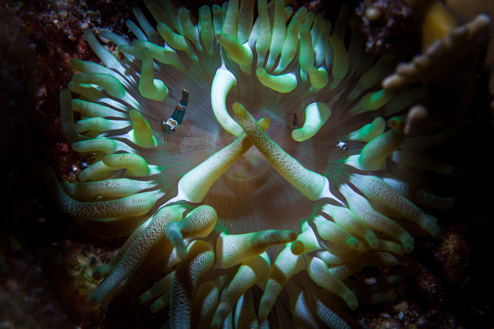 Bonaire, Caribbean Netherlands