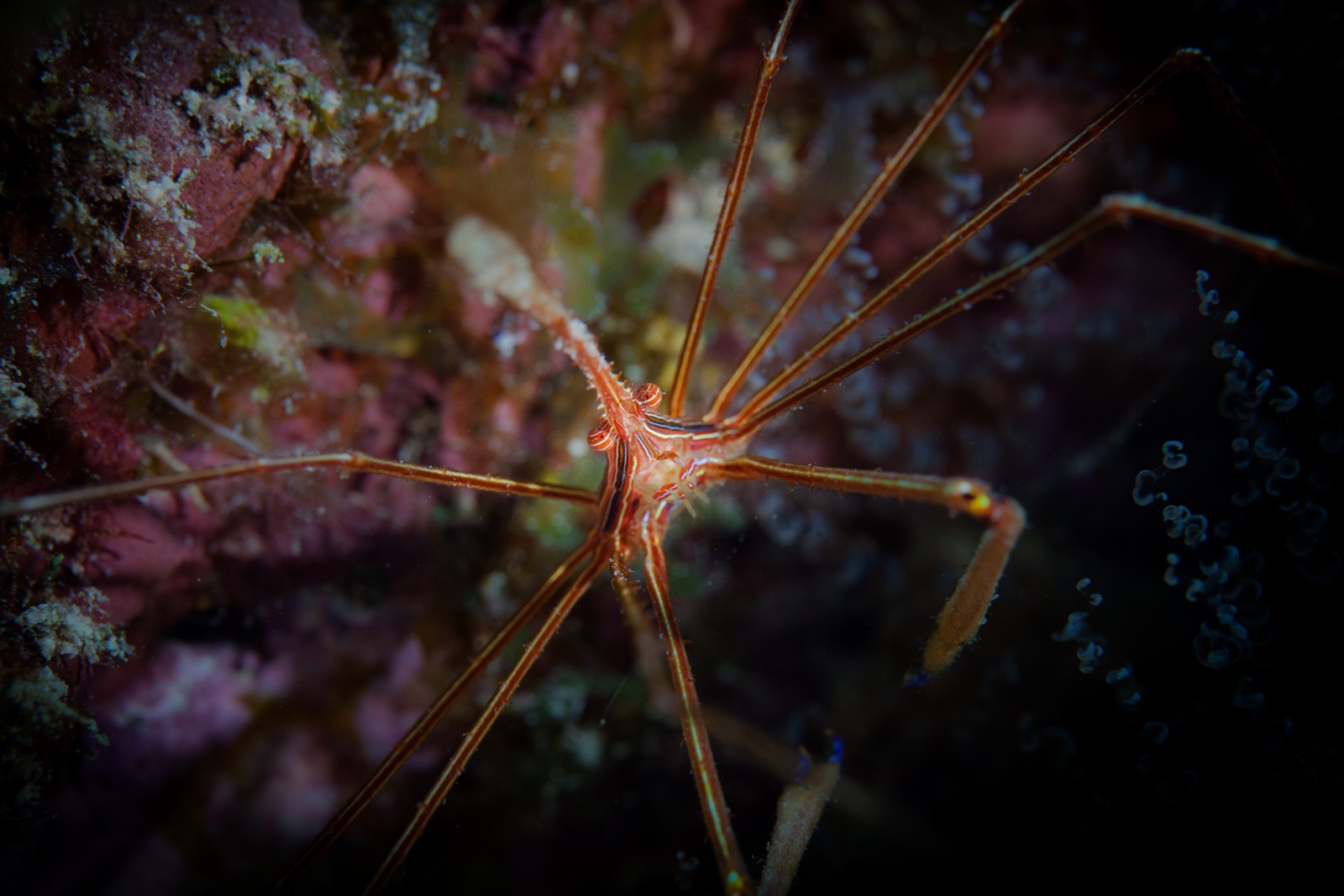 Arrow crab on reef, Bonaire