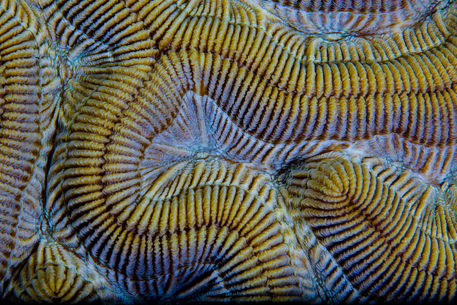 Bonaire