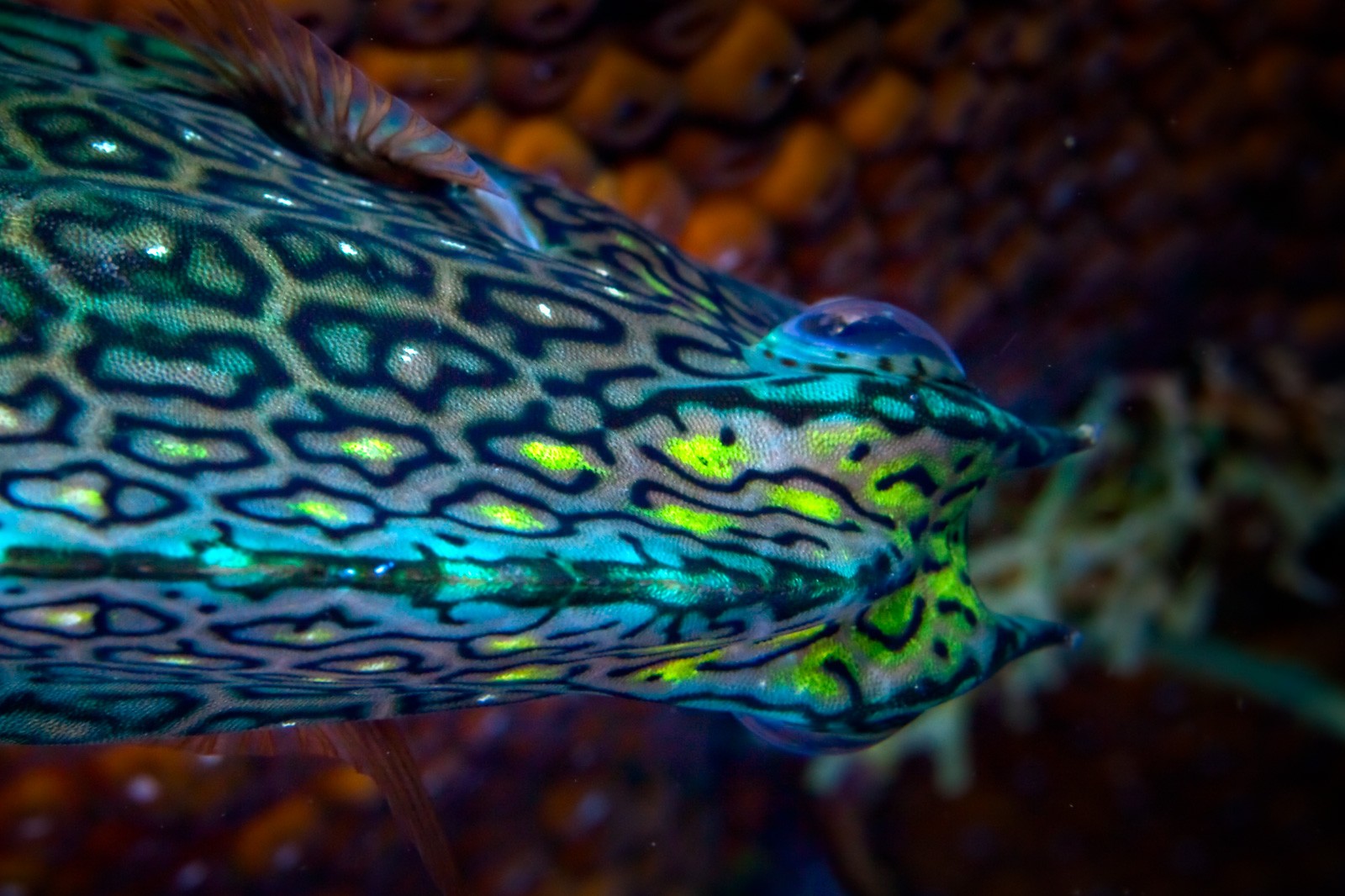 A cowfish over the reef, Bonaire