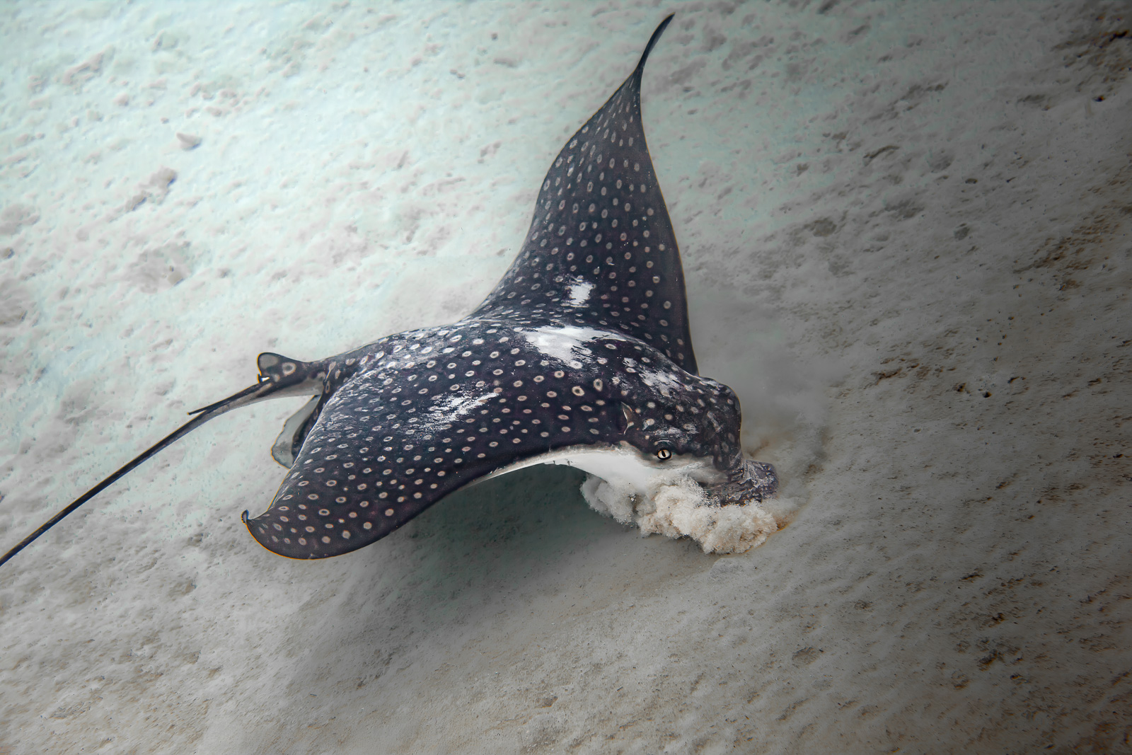 Bonaire