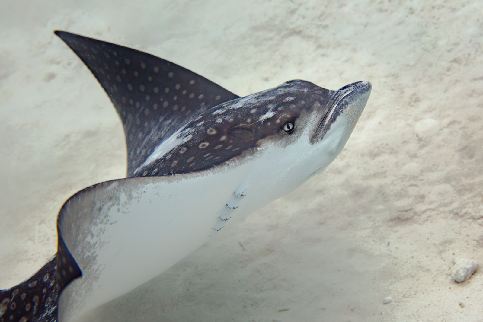 Bonaire