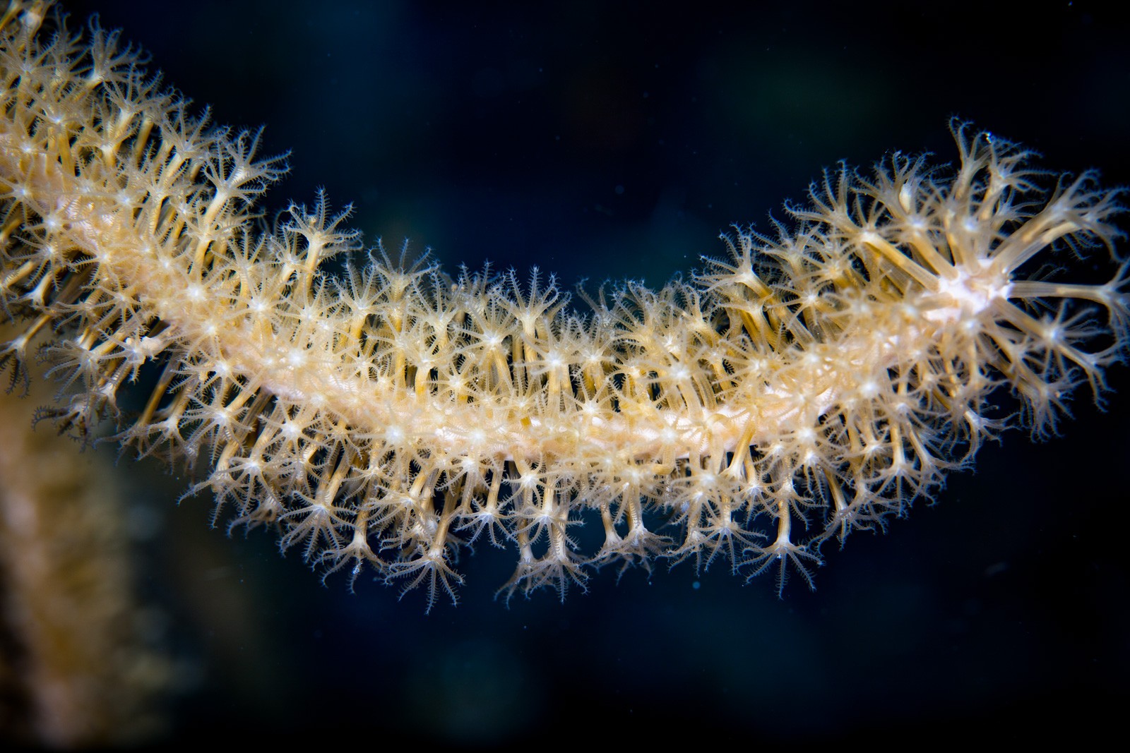 Gorgonian polyps extended on blue, Bonaire