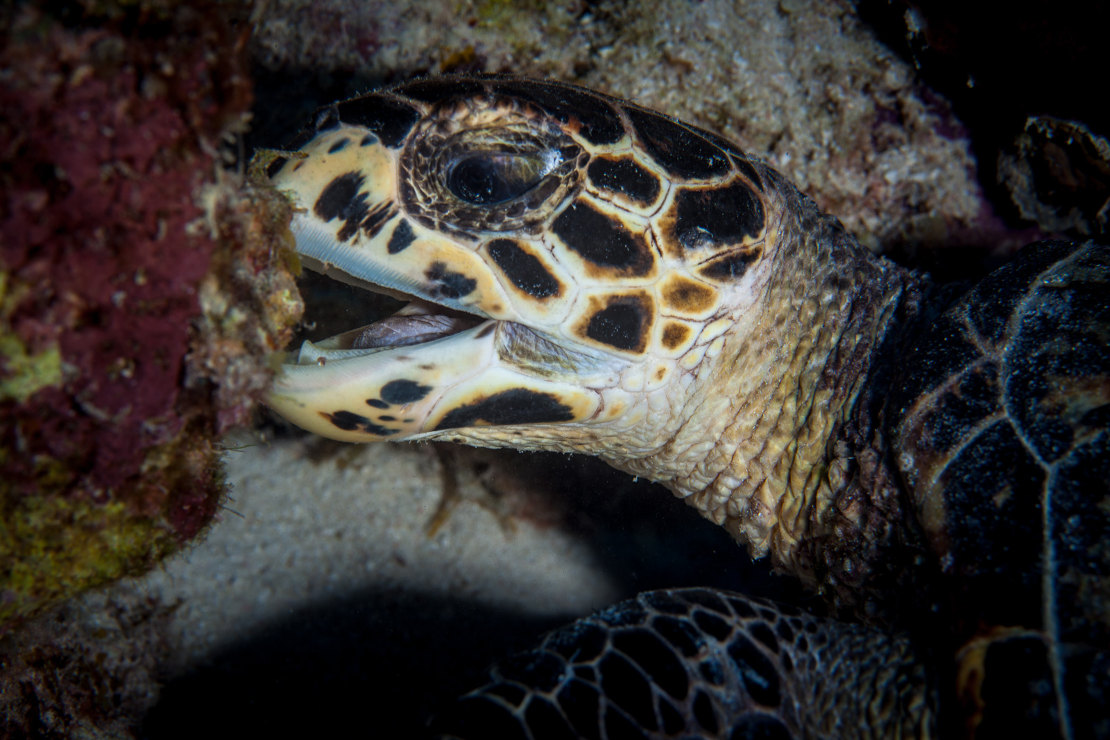Bonaire