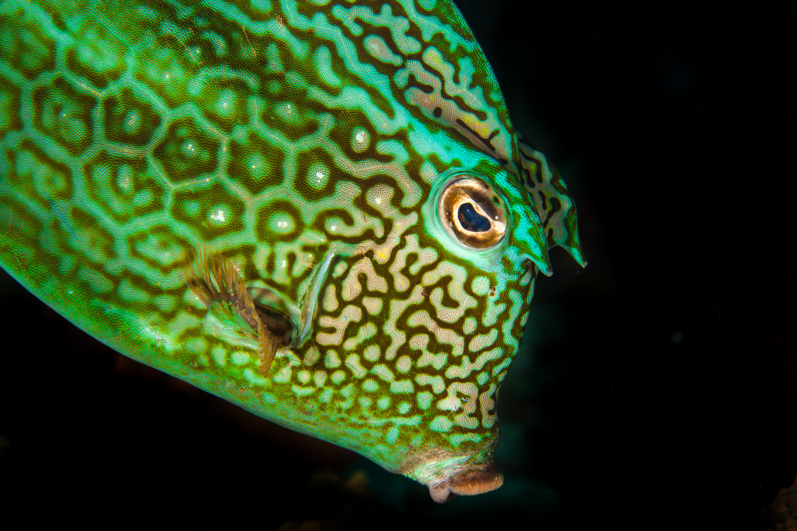 Bonaire