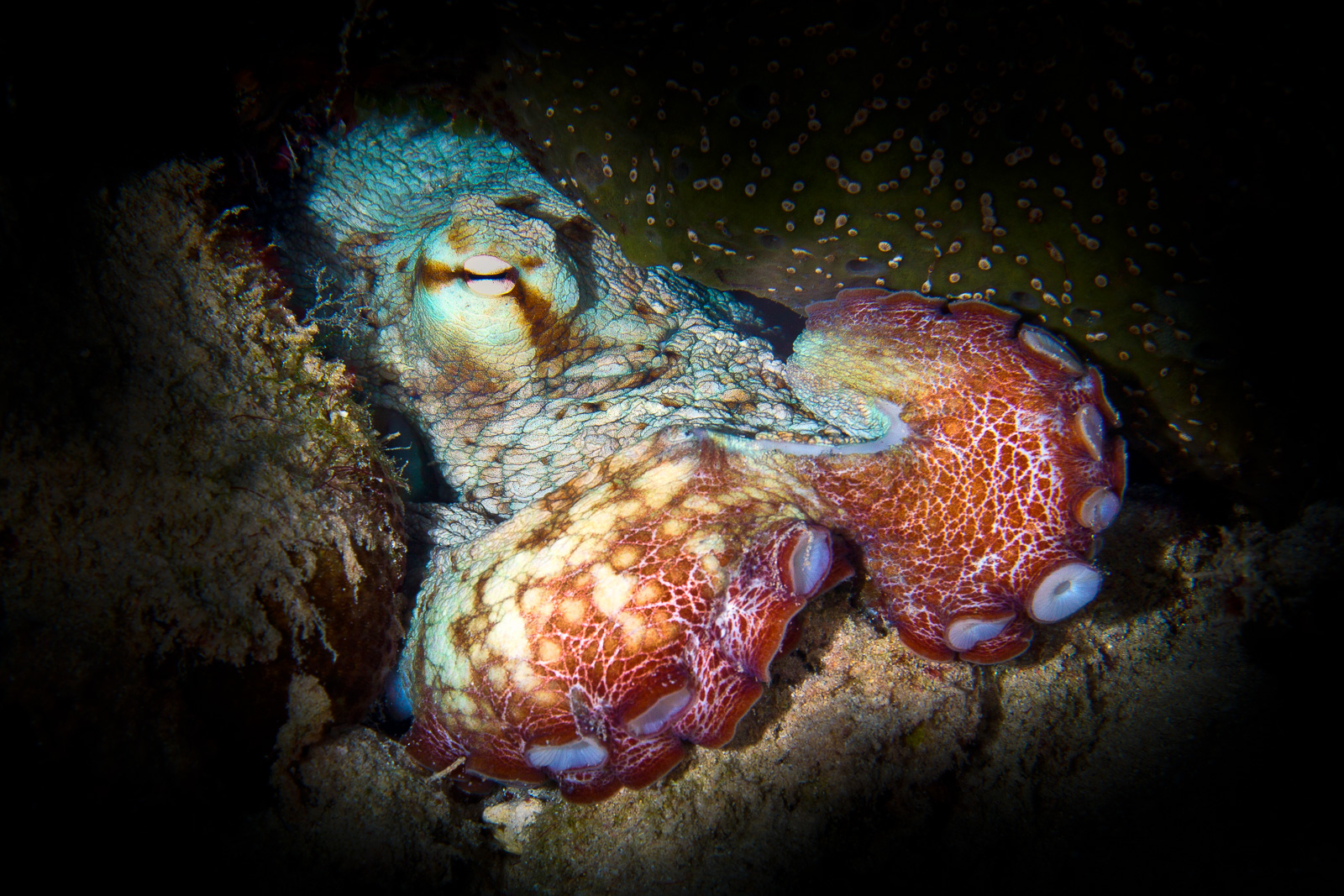 Bonaire