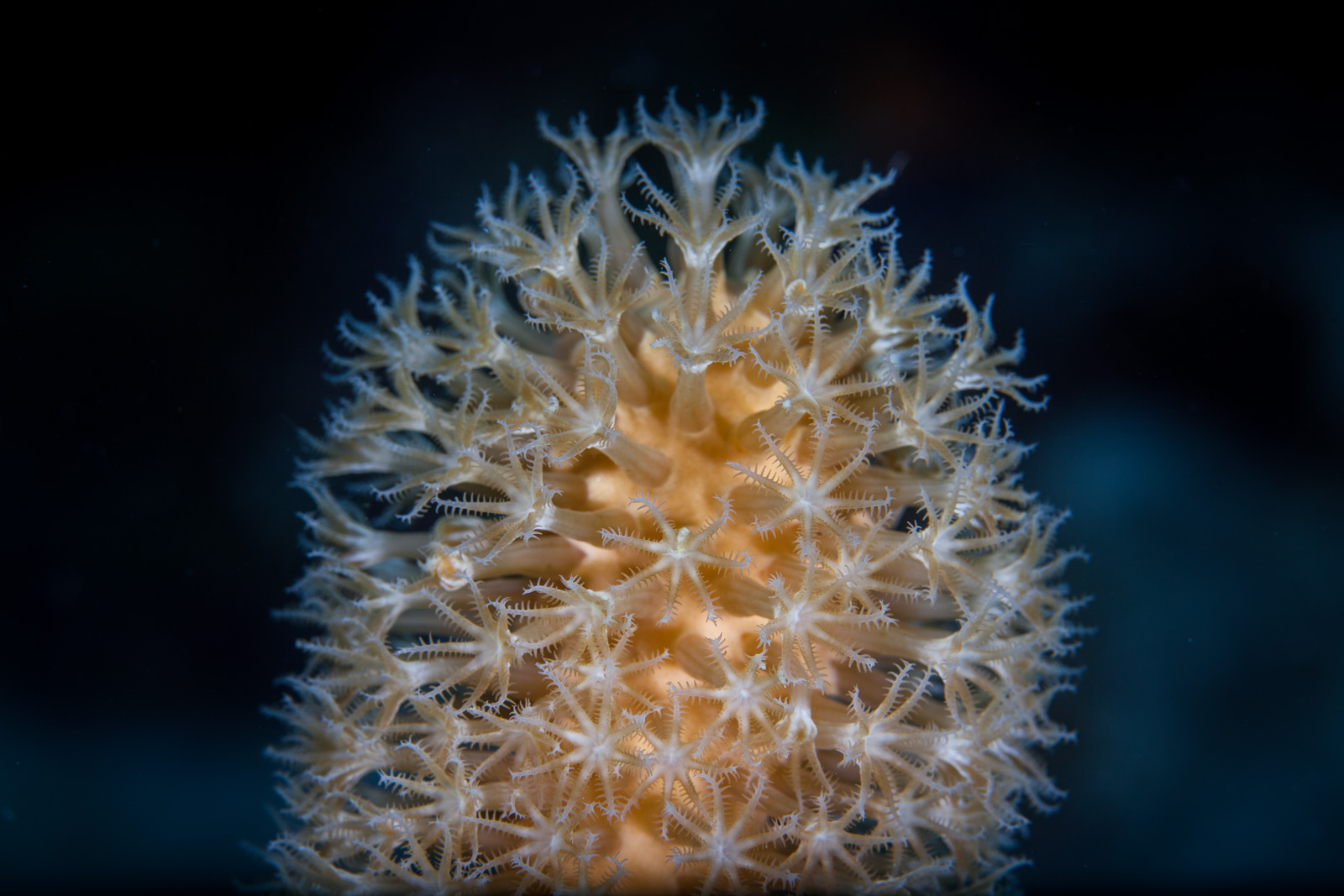 Polyps glowing against dark blue, Bonaire