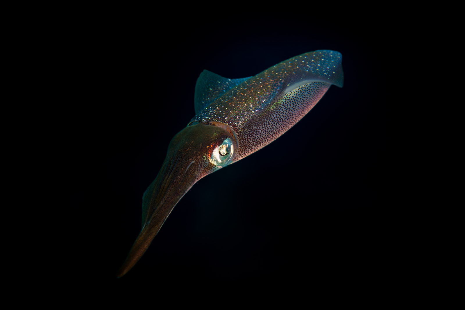 Reef squid against black water, Bonaire