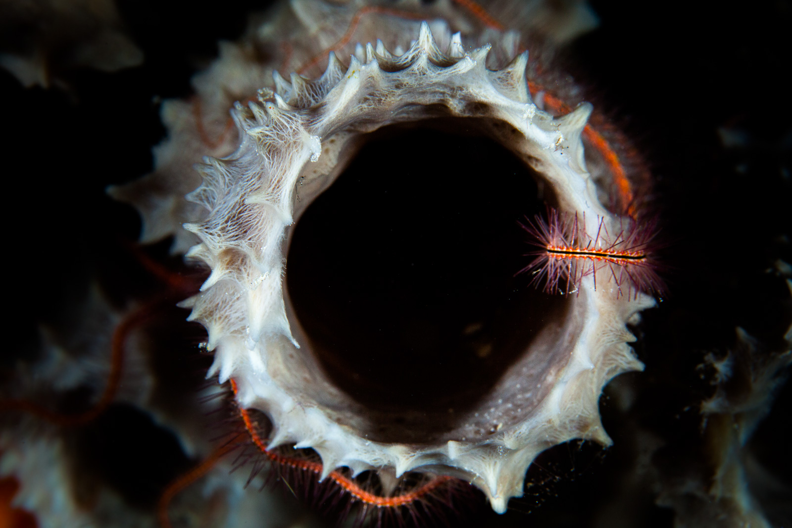 Sponge mouth ringed by brittle stars, Bonaire