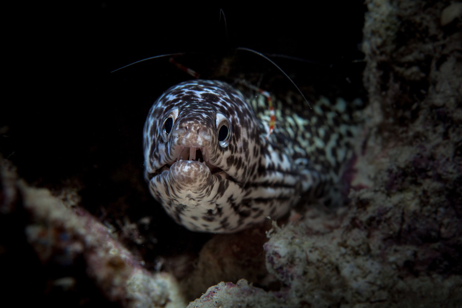 A spotted moray, Bonaire