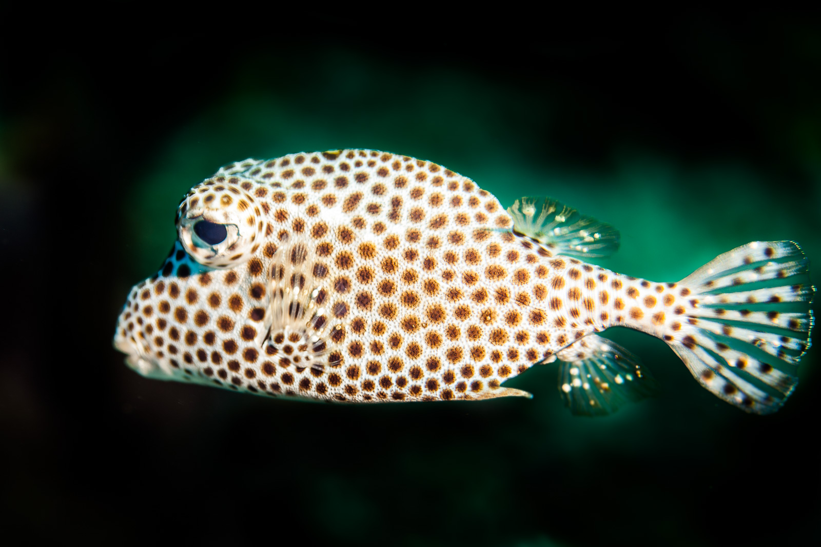 A spotted trunkfish, Bonaire