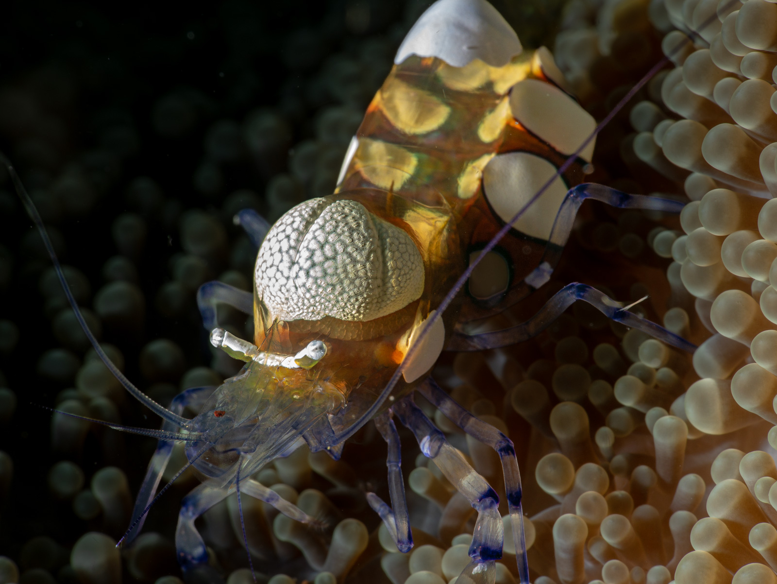 An anemone shrimp eyes forward, Bunaken