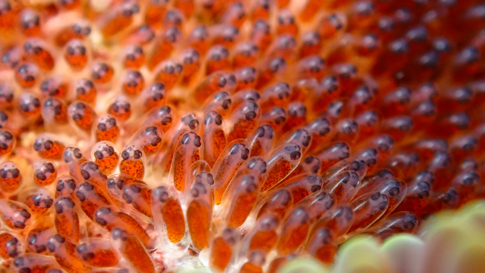 An anemonefish guarding eggs, Bunaken