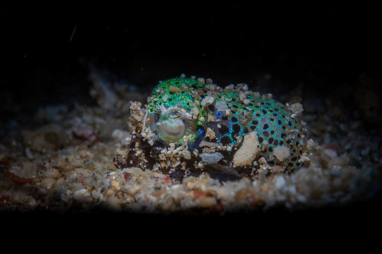 A bobtail squid, Bunaken