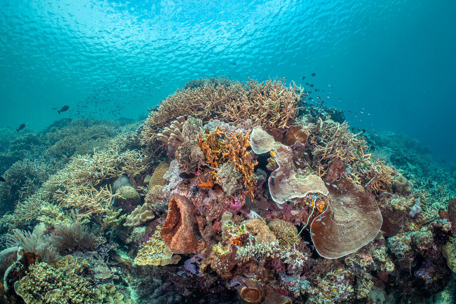 Bunaken