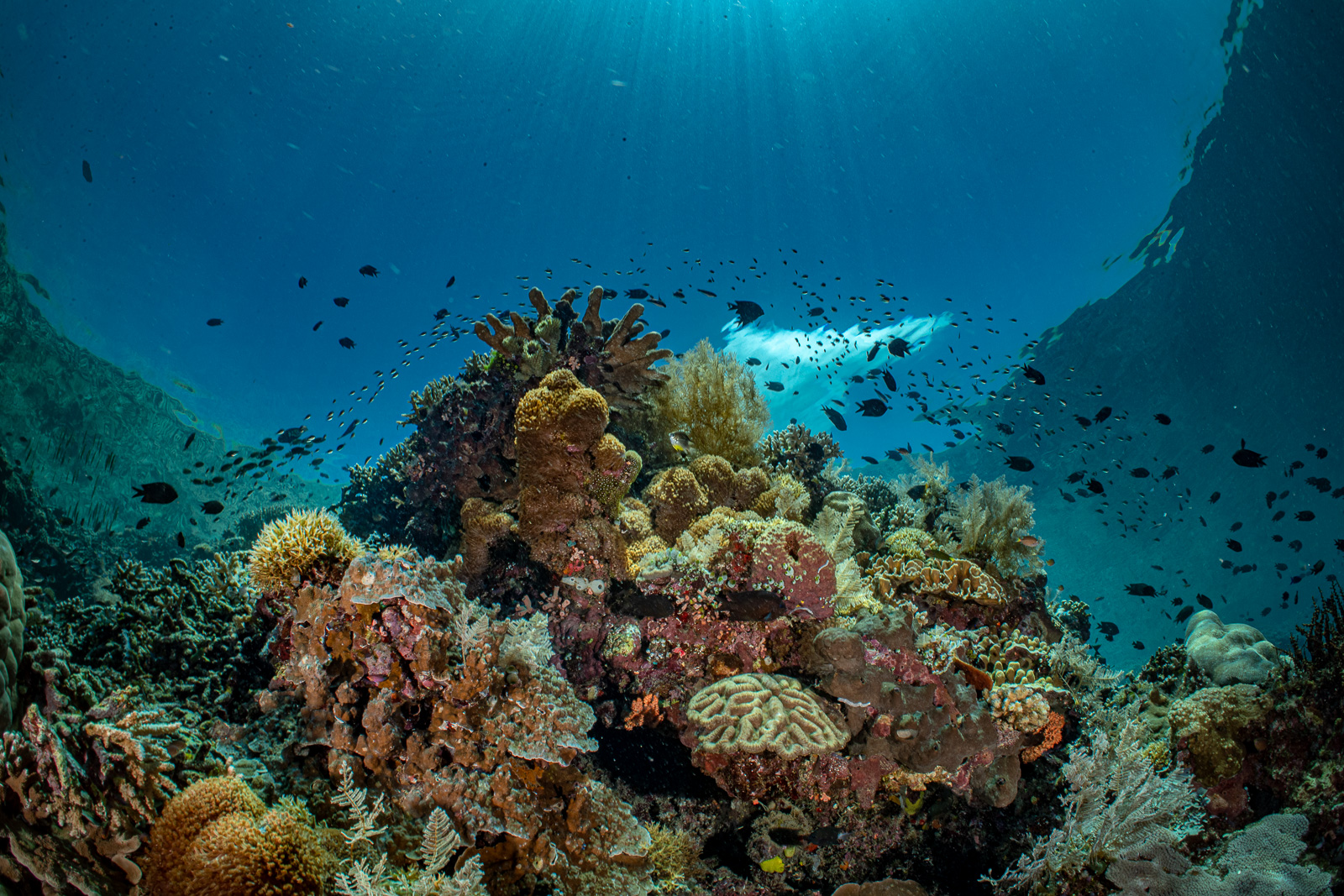 Bommie reefscape with a sun ball, Bunaken