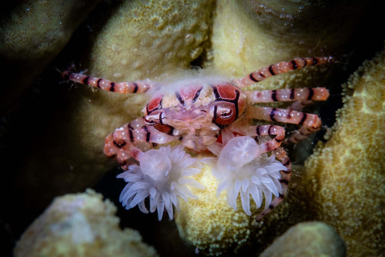 A boxer crab, Bunaken
