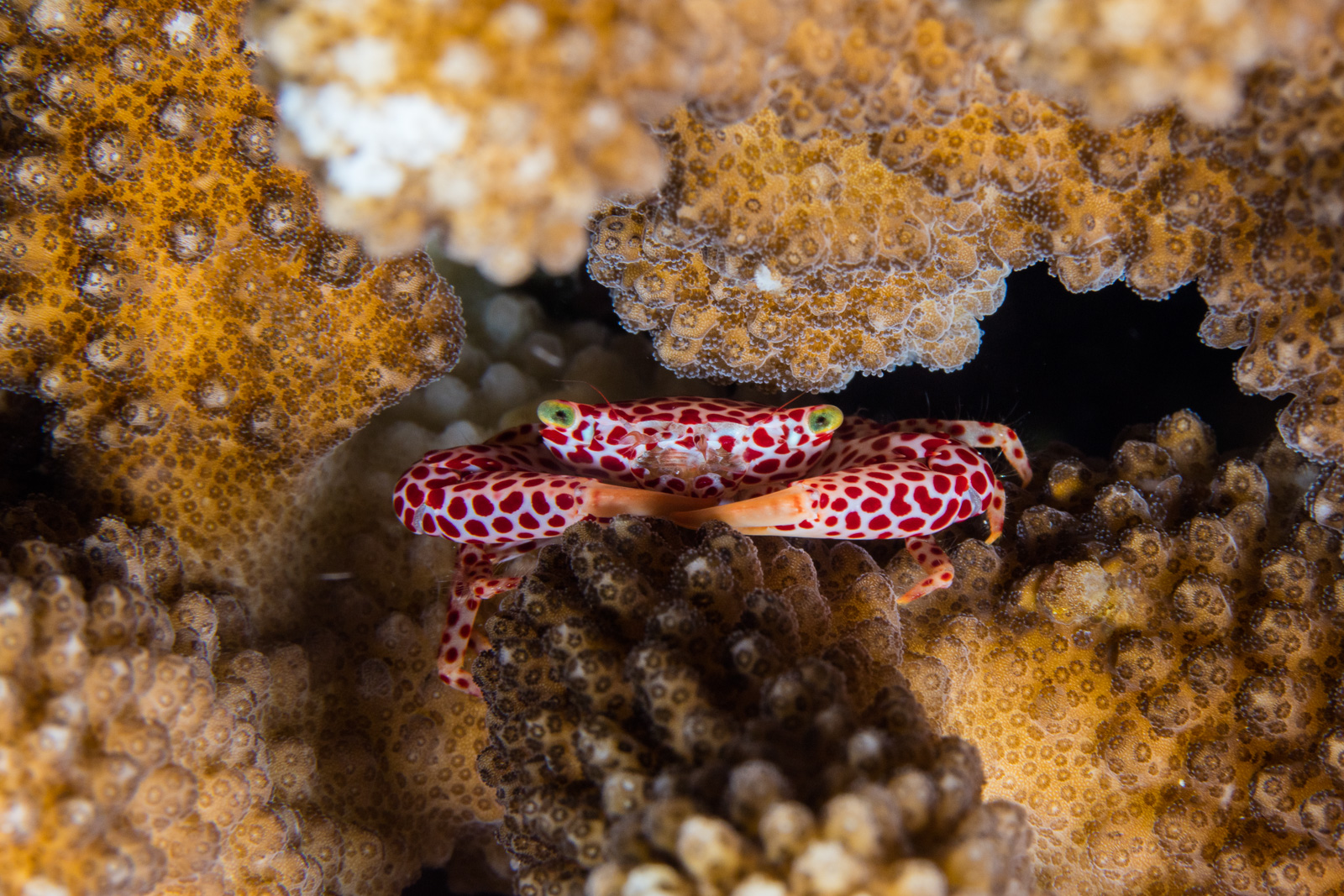 A coral crab in Pocillopora coral, Bunaken