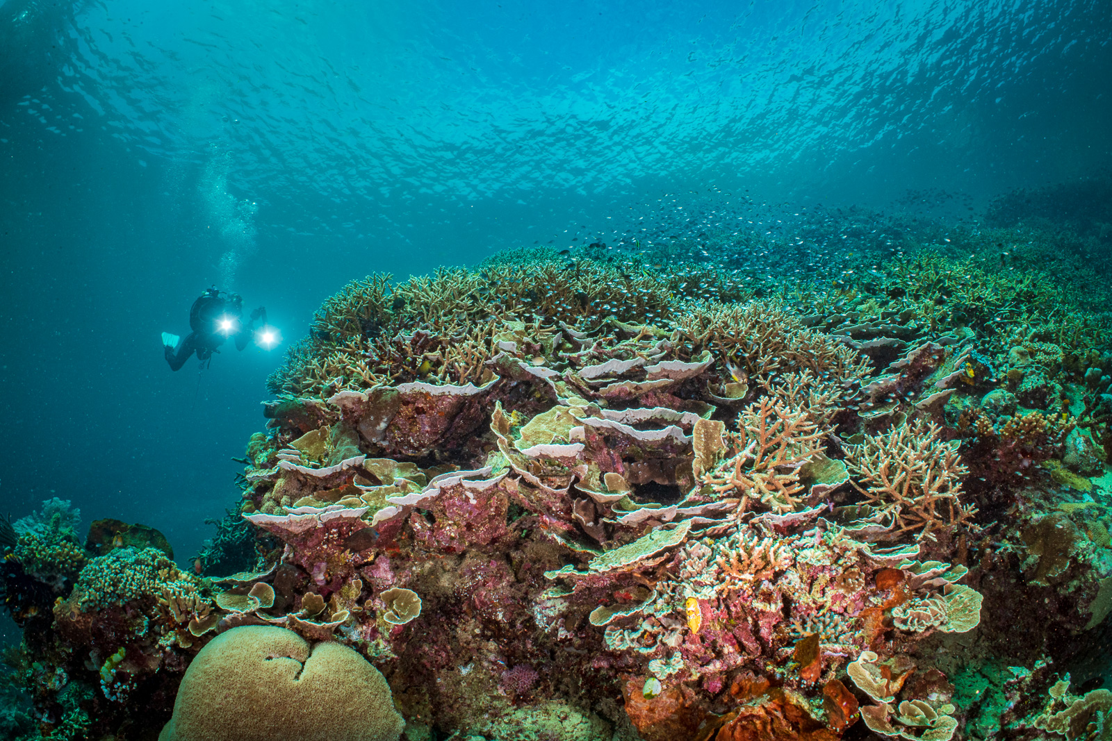 A diver on coral, Bunaken