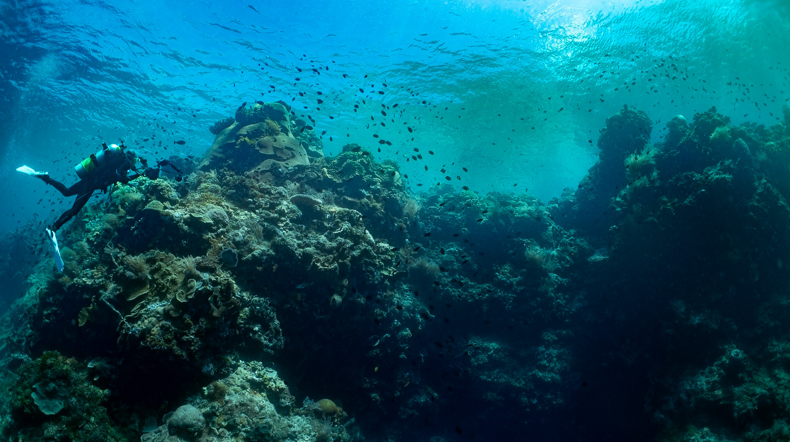 A diver on a reef shoulder, Bunaken