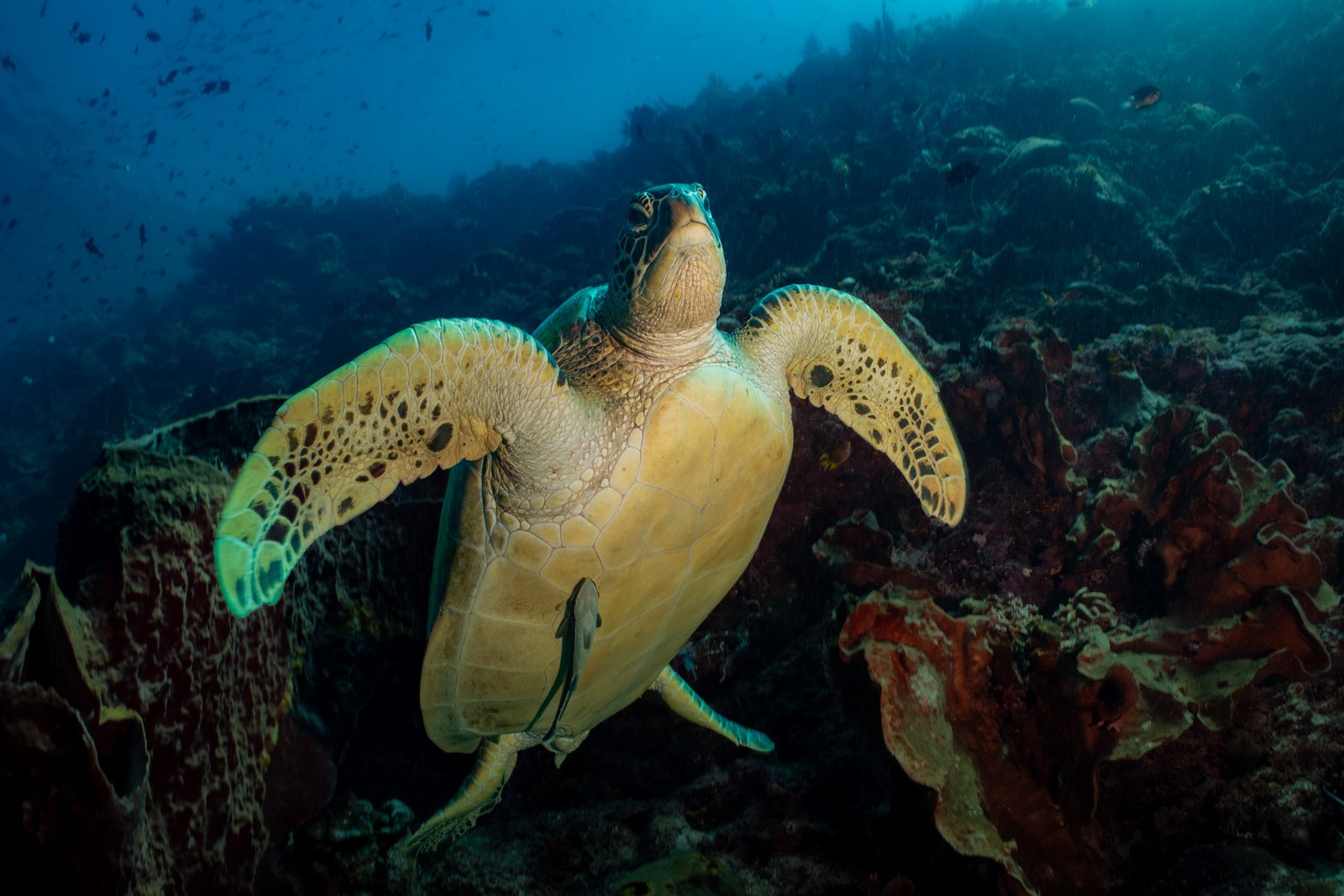 Green turtle head-on off the wall, Bunaken