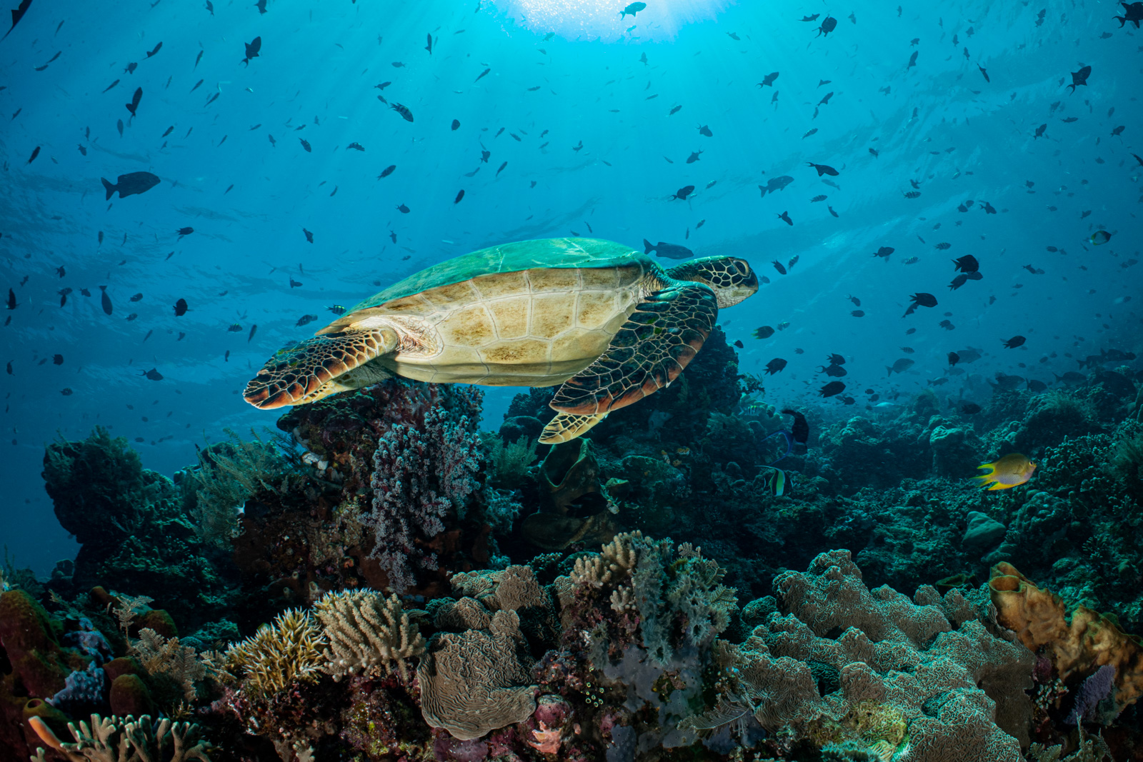 Bunaken