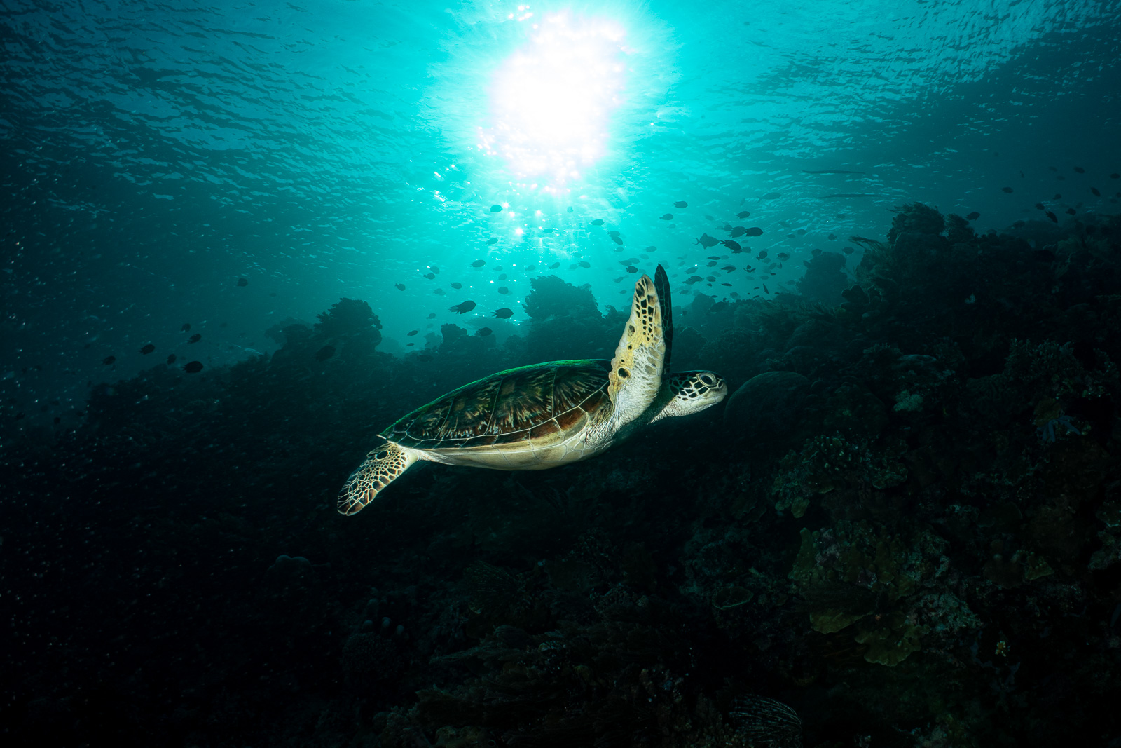 Turtle with a sun ball, Bunaken
