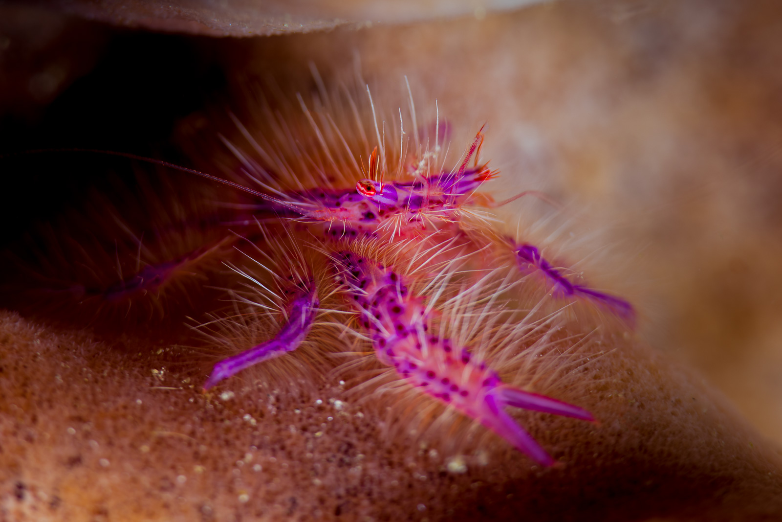 A hairy squat lobster, Bunaken