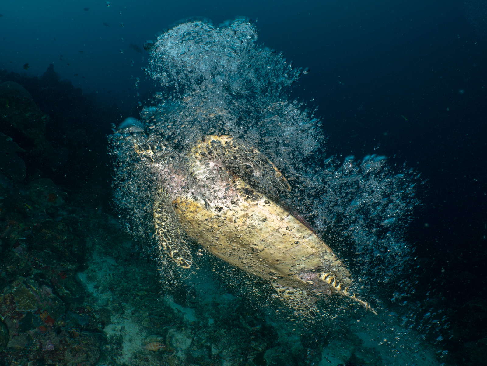 A hawksbill turtle, Bunaken
