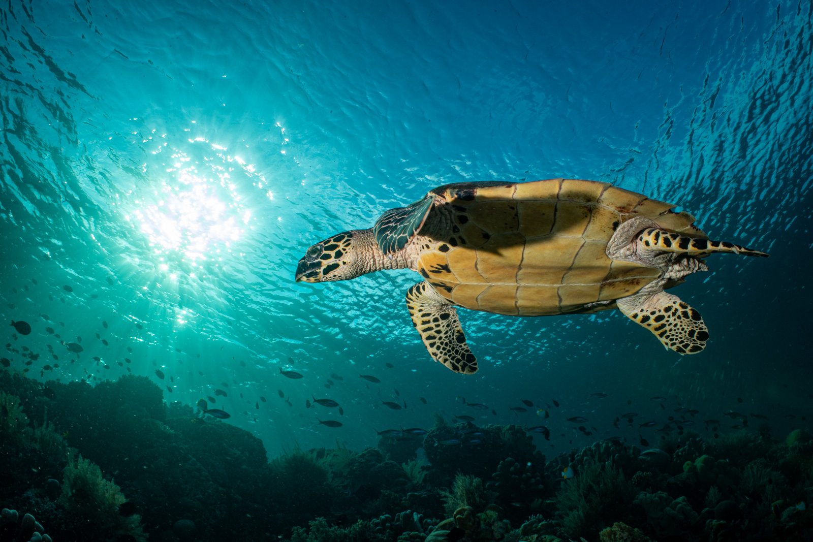 Hawksbill plastron, Bunaken
