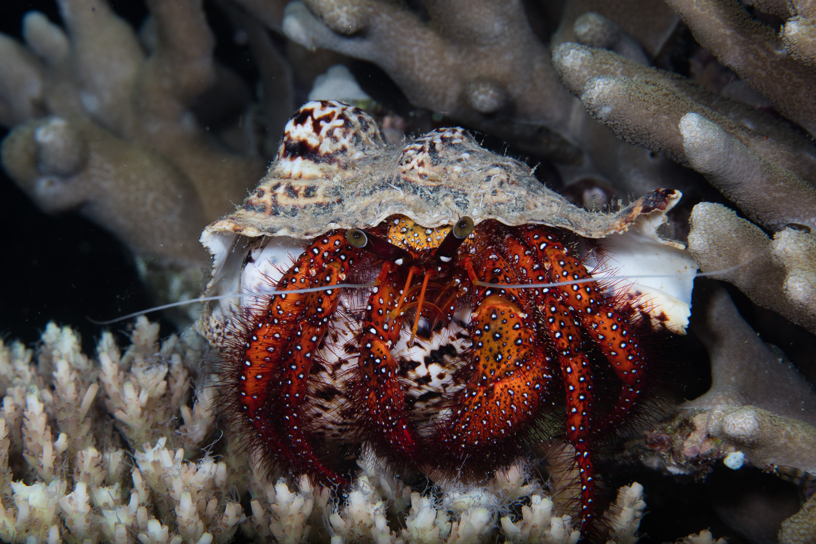 A hermit crab, Bunaken