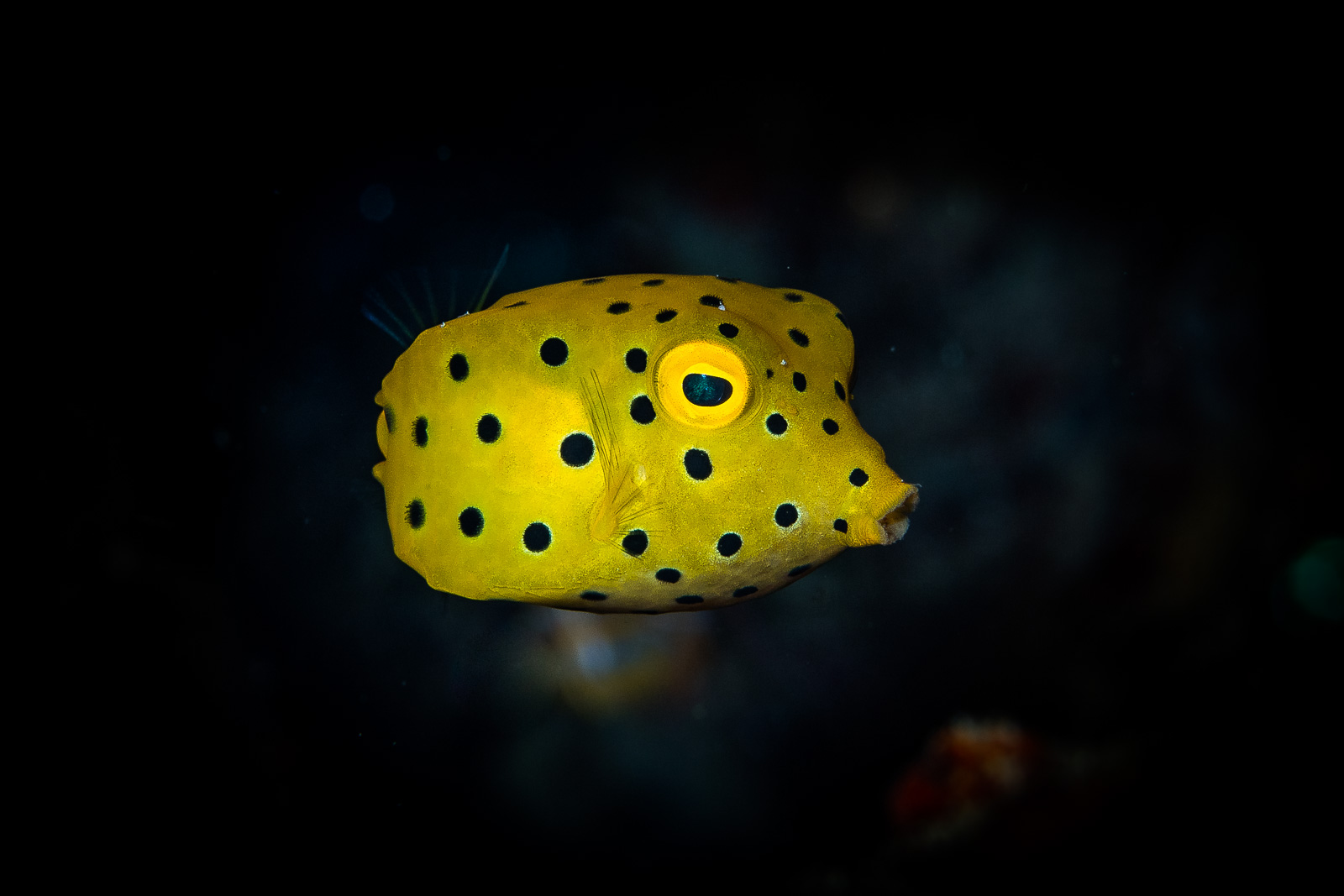 A juvenile boxfish, Bunaken