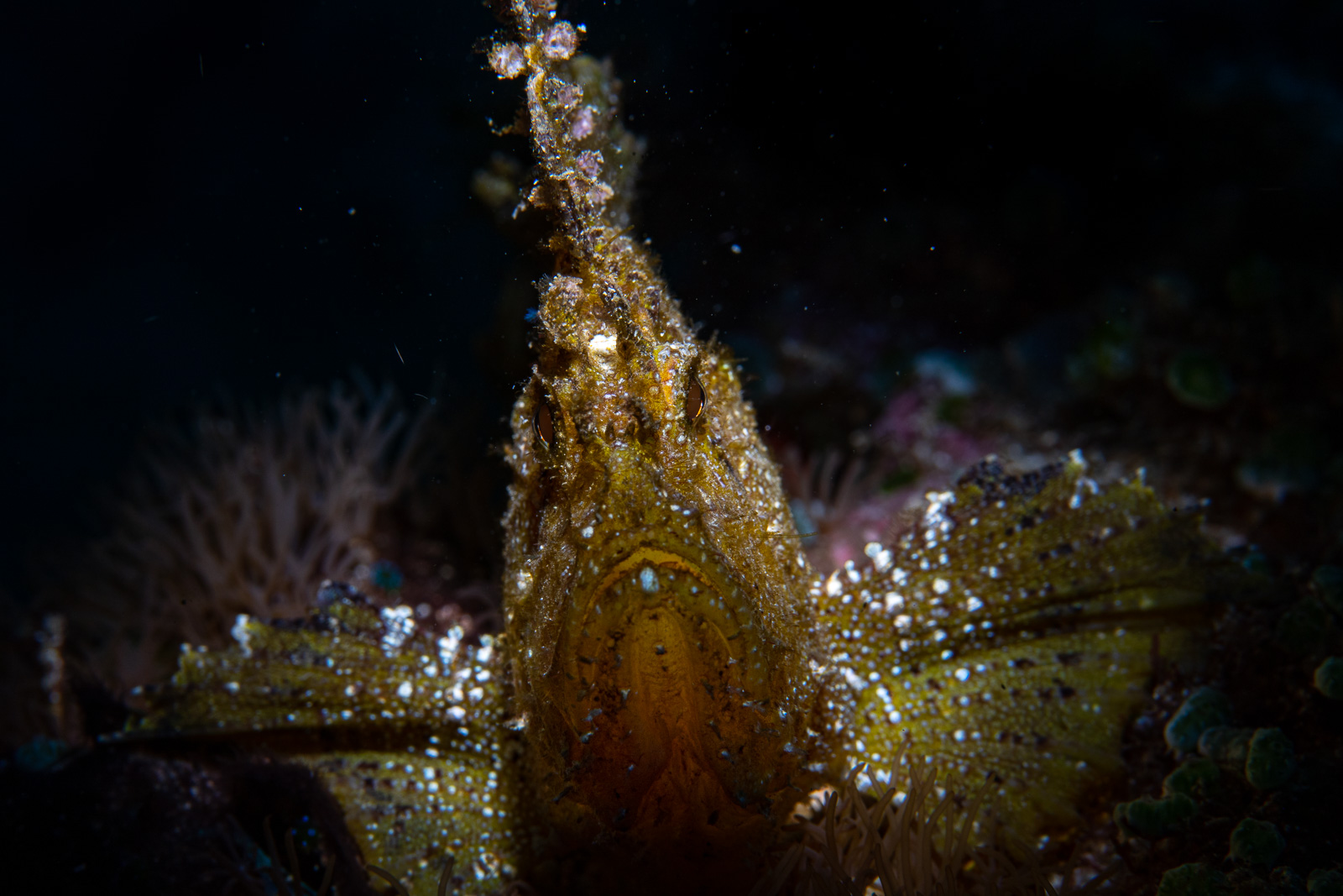 Bunaken