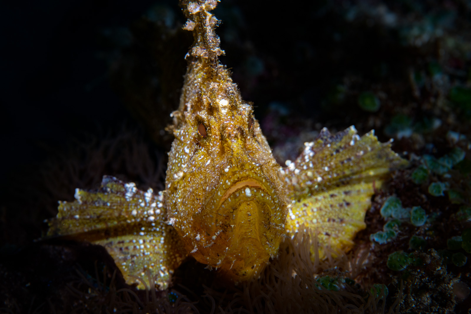 A leaf scorpionfish, Bunaken