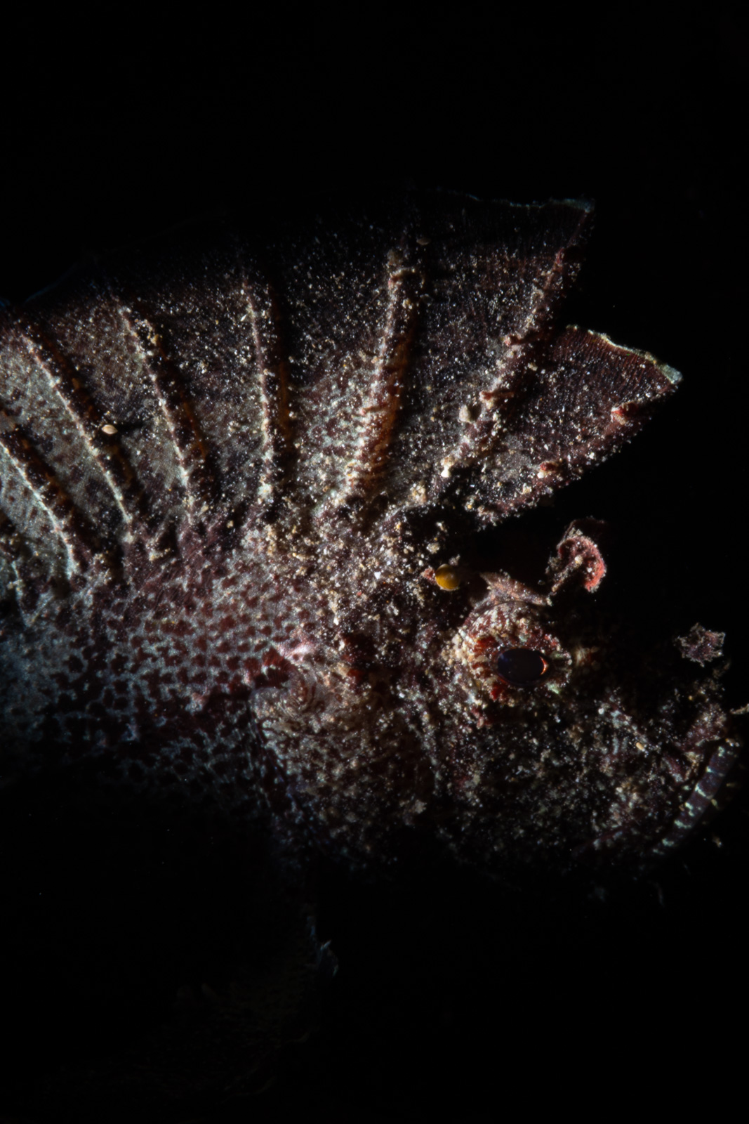 A leaf scorpionfish upright in the frame, Bunaken