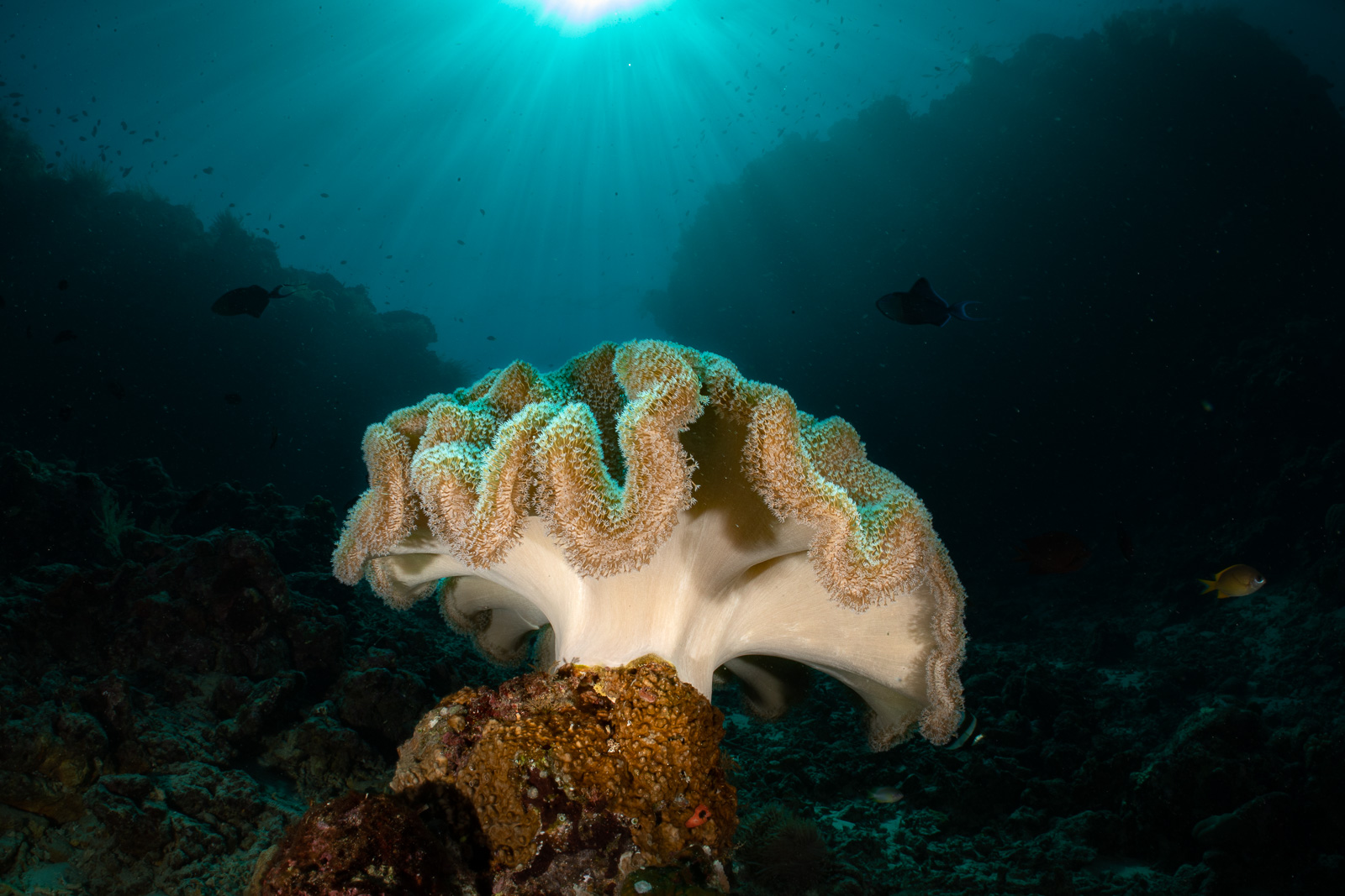 Leather coral under a sunburst, Bunaken