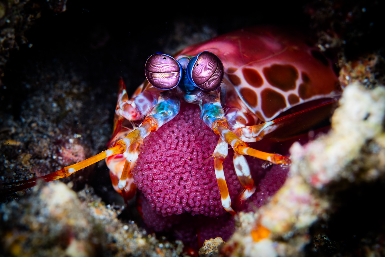 A mantis shrimp guarding eggs, Bunaken
