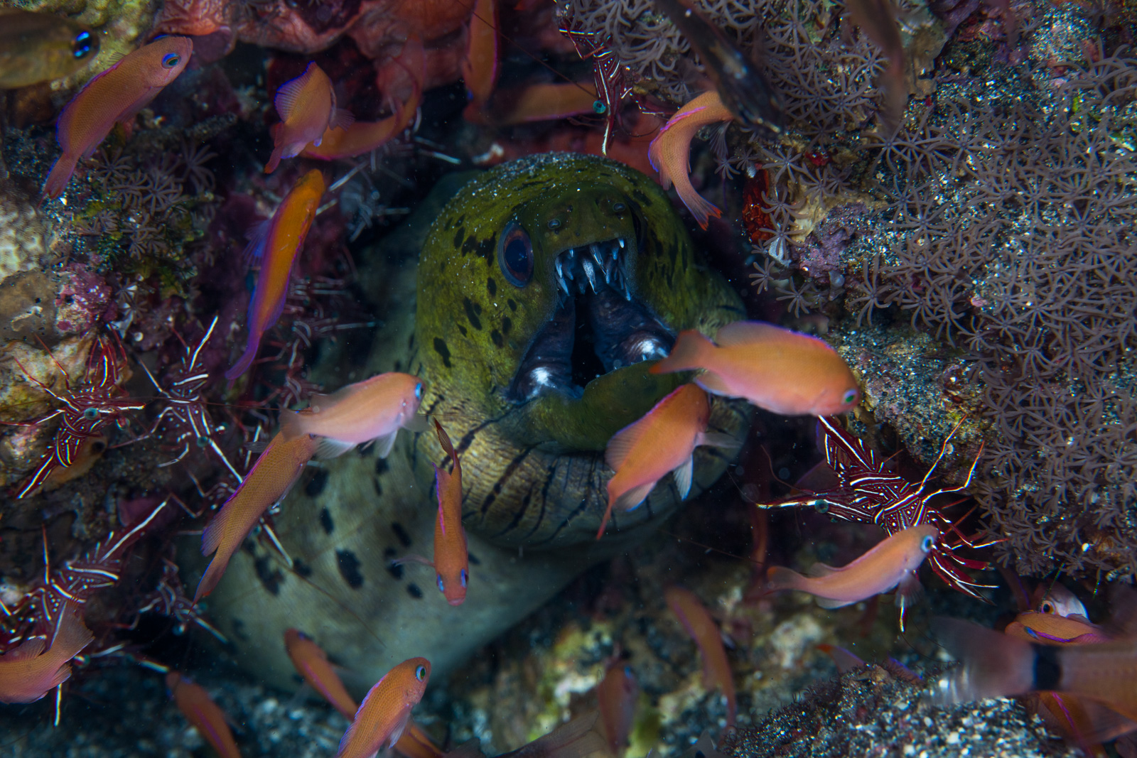 A moray eel, Bunaken