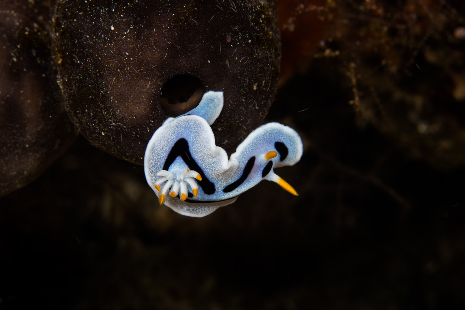 Nudibranch on a tunicate, clean, Bunaken