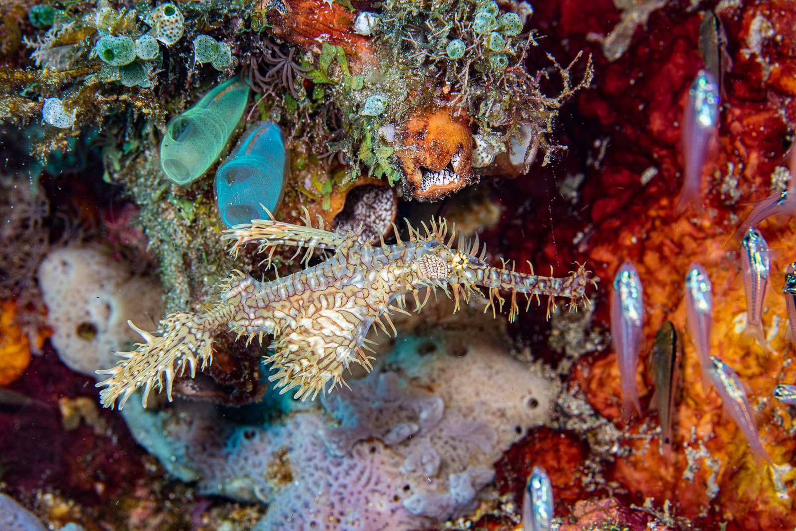 An ornate ghost pipefish, Bunaken