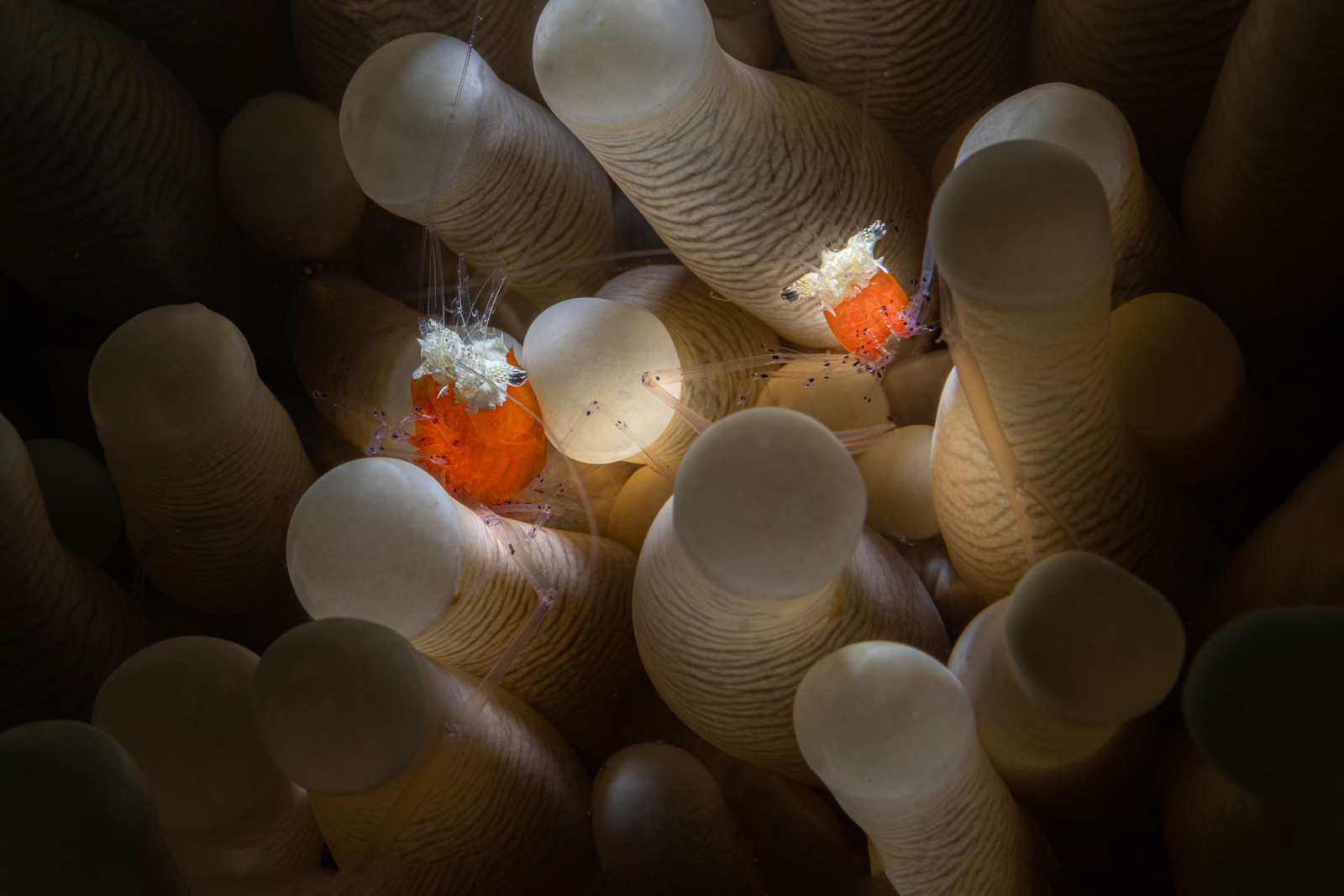 An anemone shrimp a pair of them, Bunaken