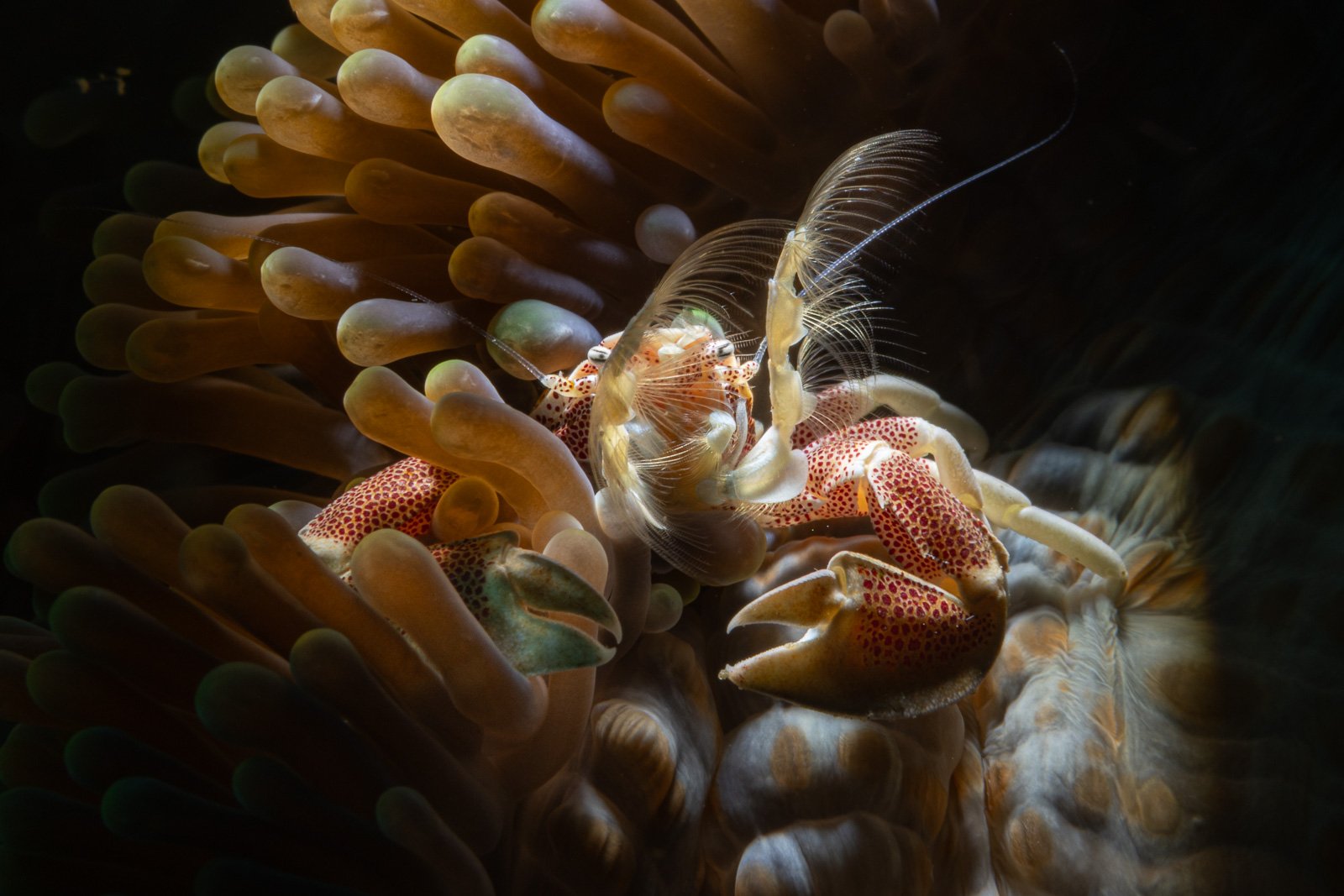 A porcelain crab feeding, Bunaken