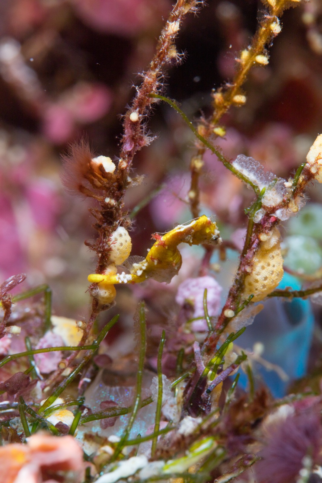 Pygmy seahorse in algae, yellow, Bunaken