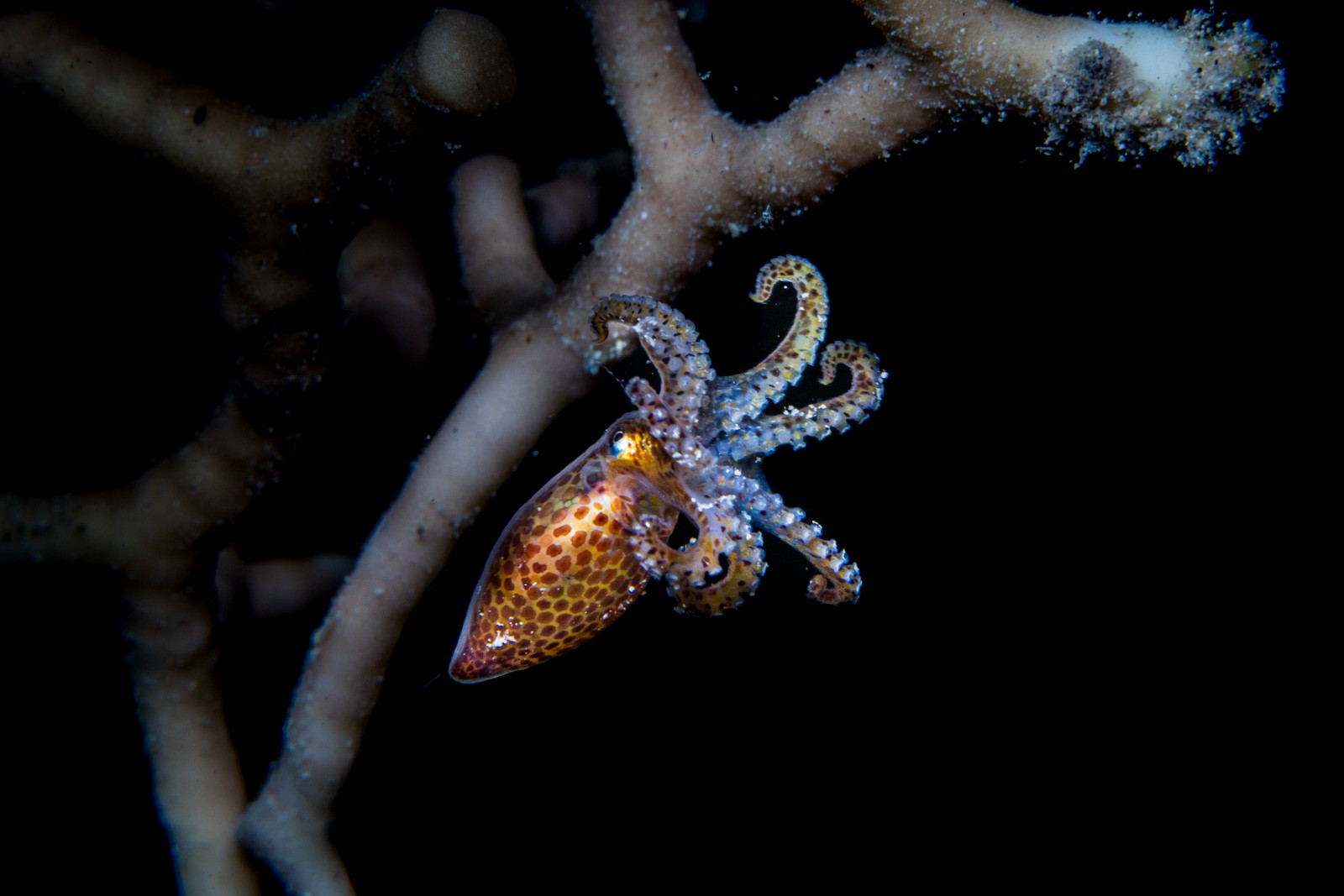 Pygmy squid on a hydroid branch, Bunaken