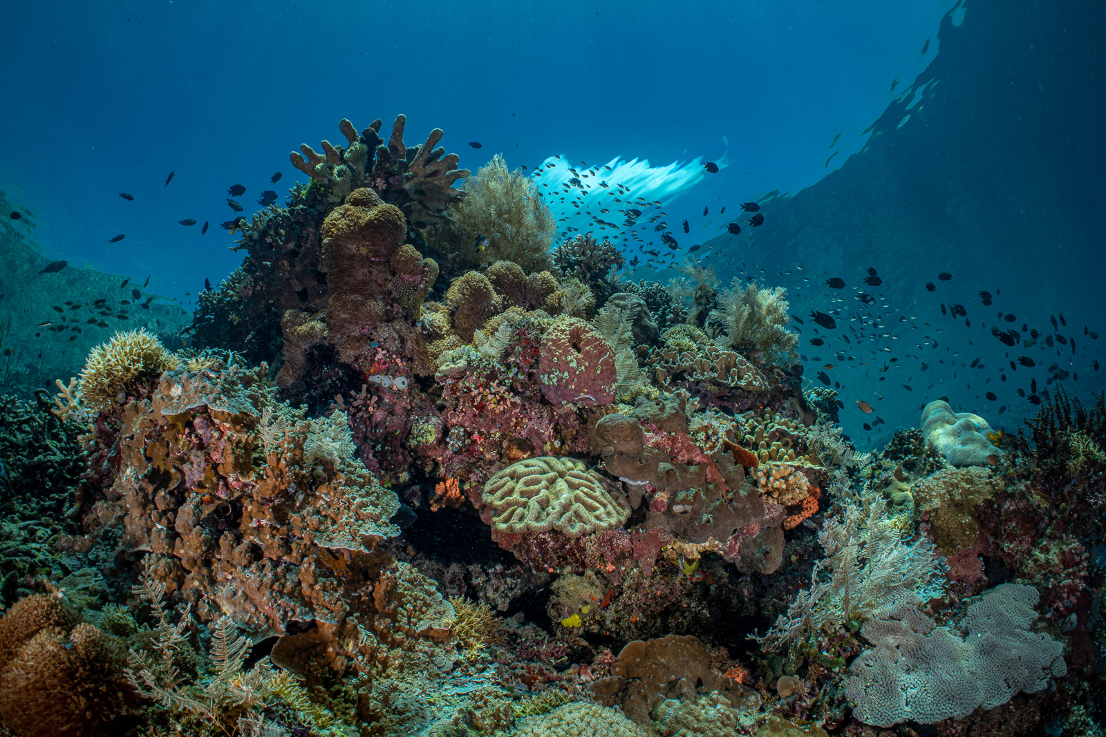 Bunaken