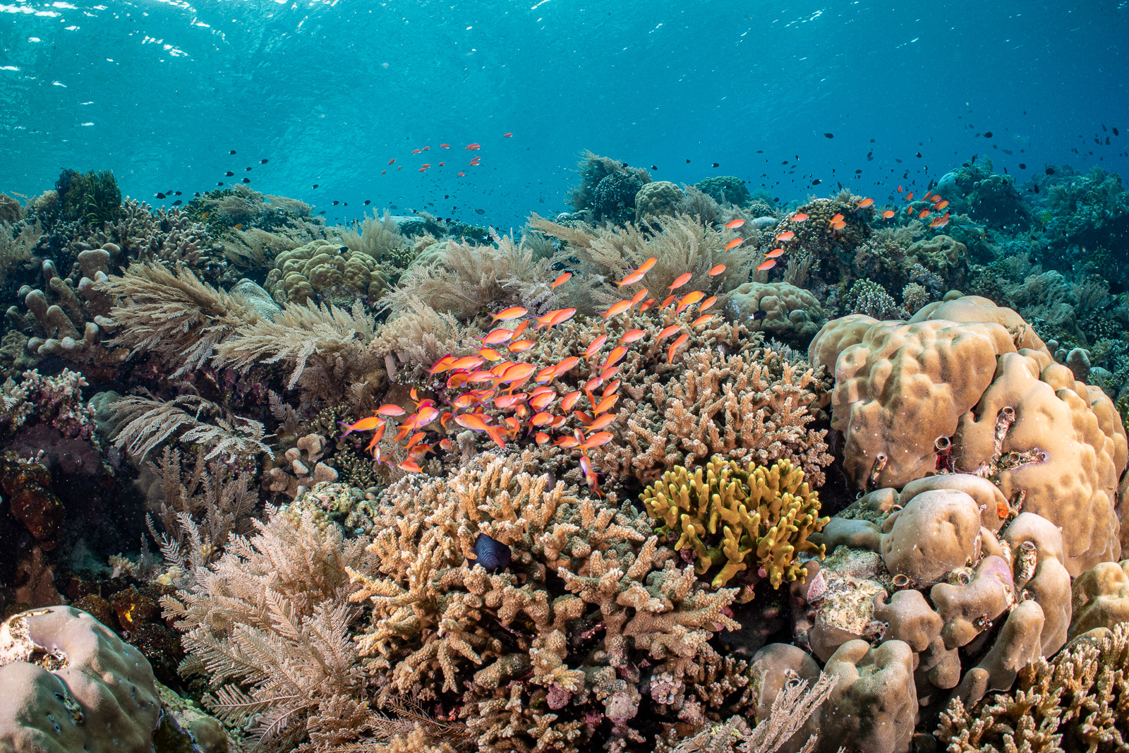 The reef top, Bunaken